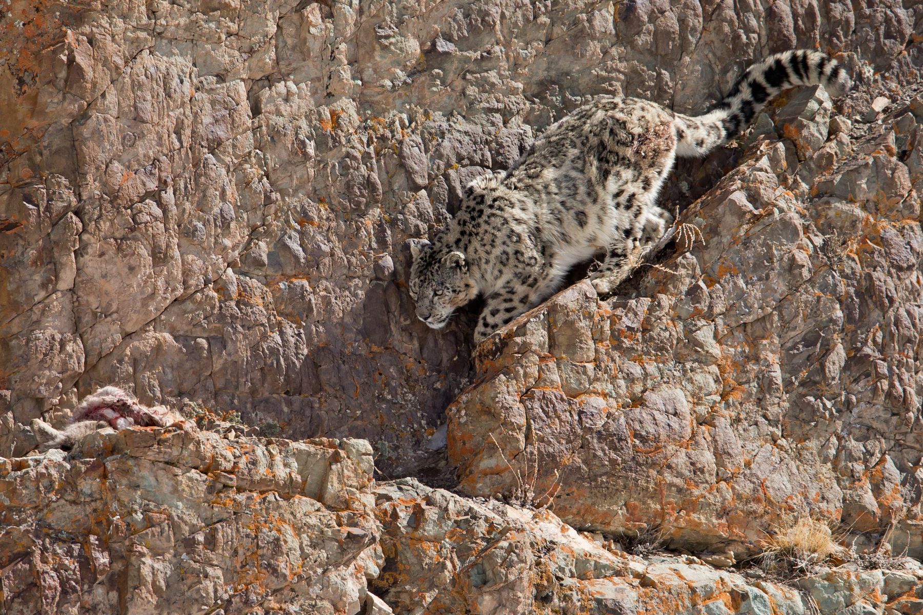 Snow Leopard Photography Tours Mongolia Wildlife Photo Safaris