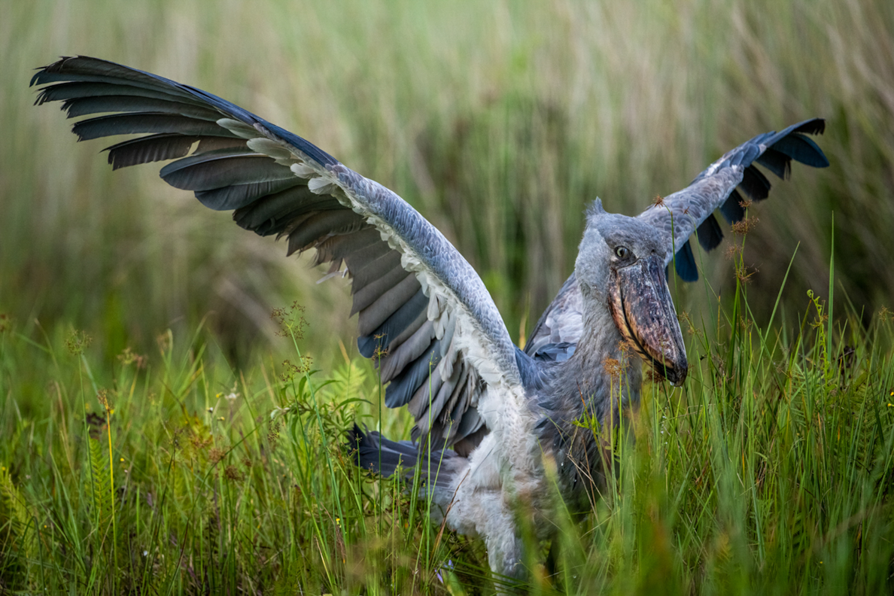 Uganda Wildlife Photography Tours Gorillas Chimps Shoebills