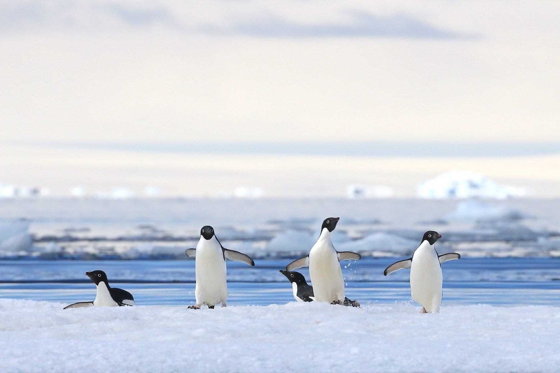 A group of Adelie Penguins