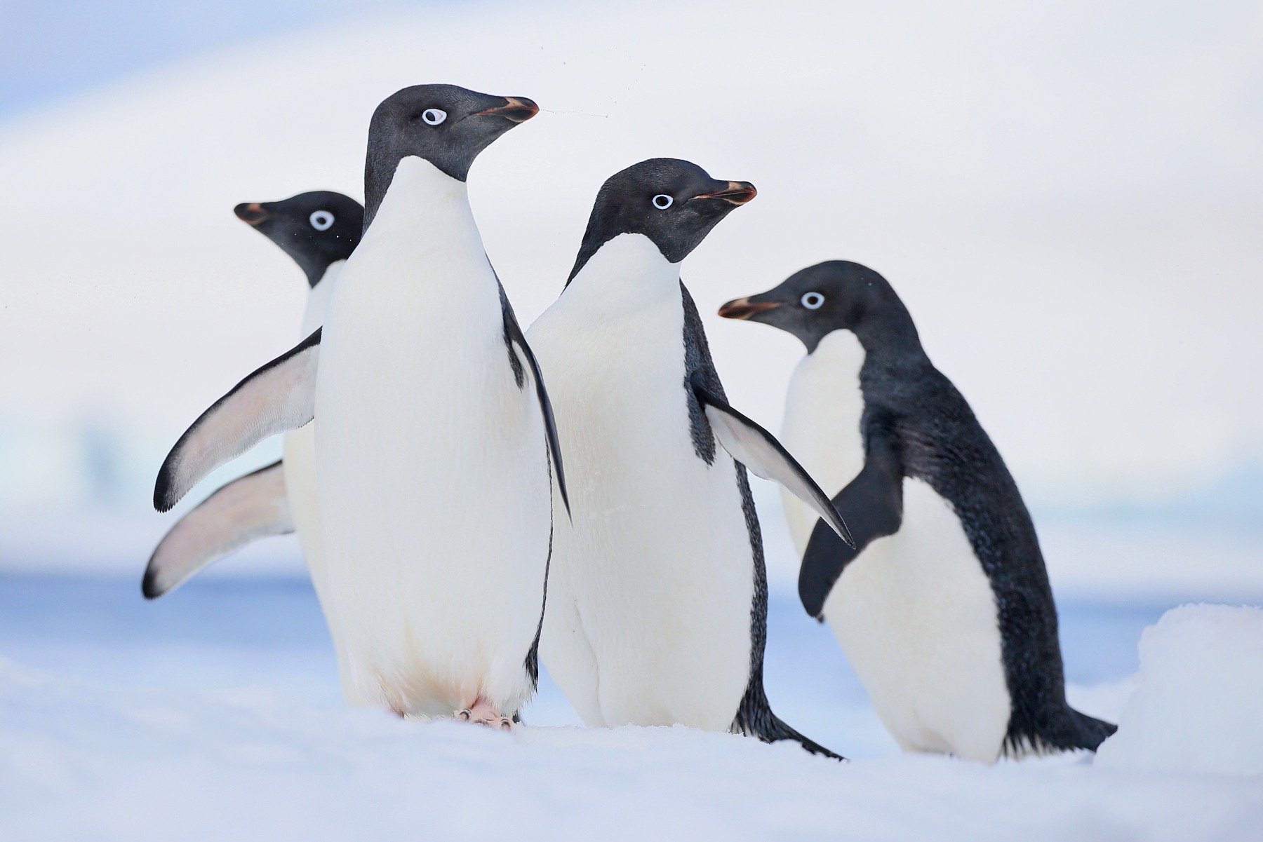 Comical looking Adelie Penguins are a highlight of photography trips in Antarctica