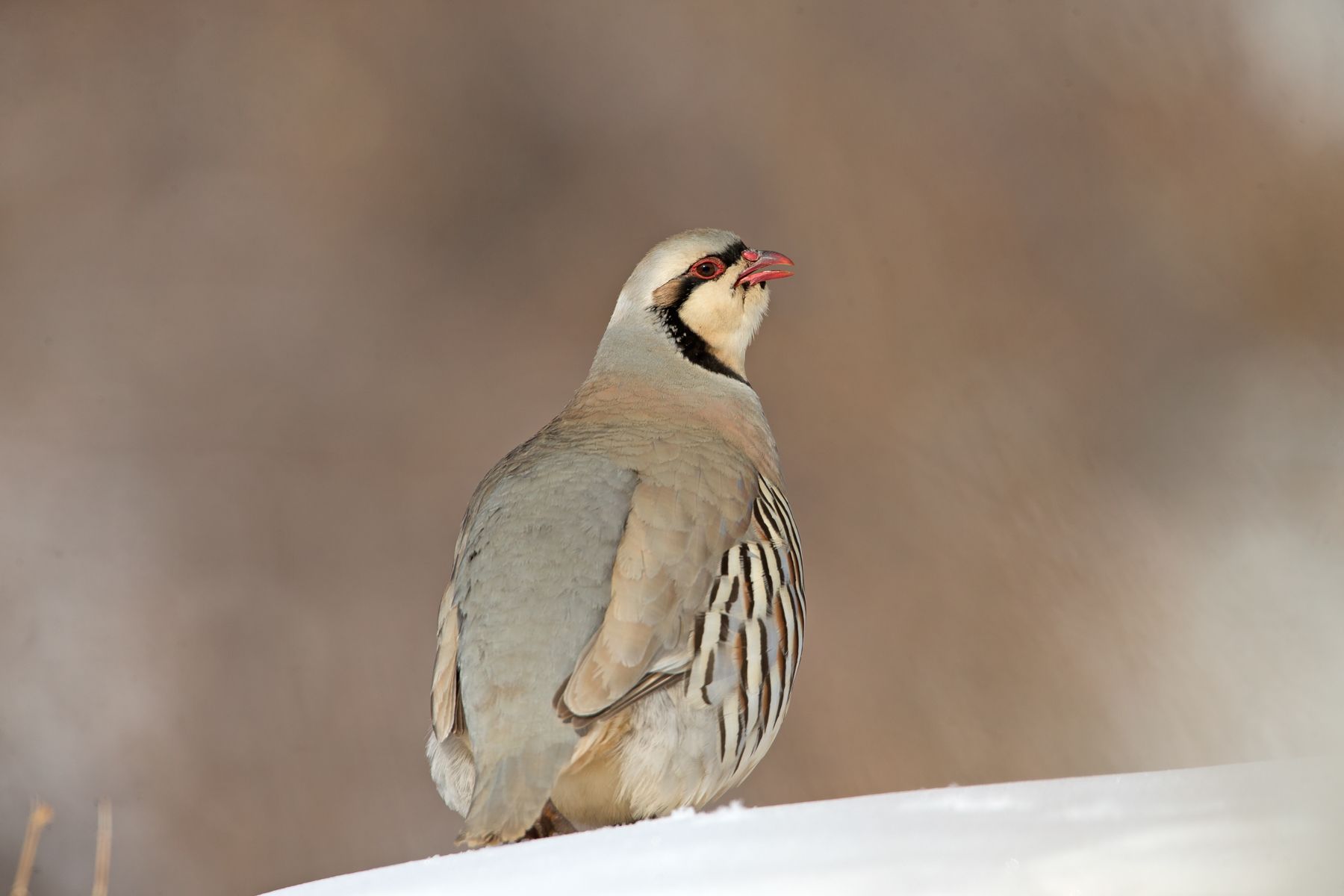 Chukar Partridge: Photography tours by Mike Watson