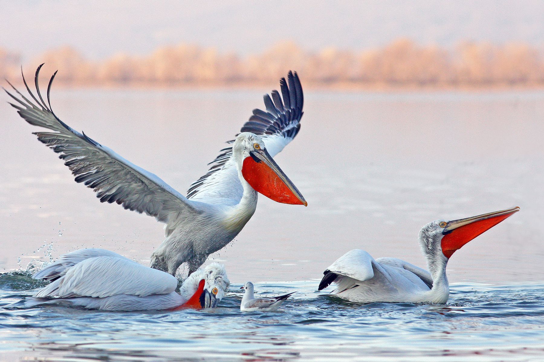 These Dalmatian Pelicans in Romania's Danube Delta are showing the bright red bill pouches of breeding birds in the Danube Delta