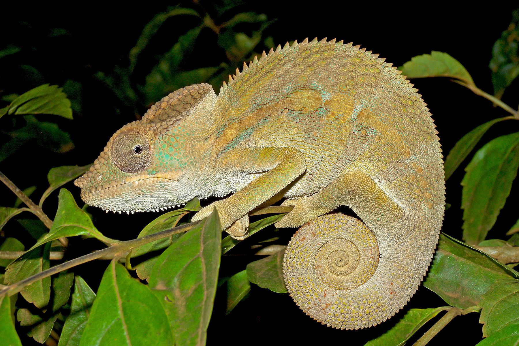 Another Panther Chameleon, this time exhibiting a very different colour