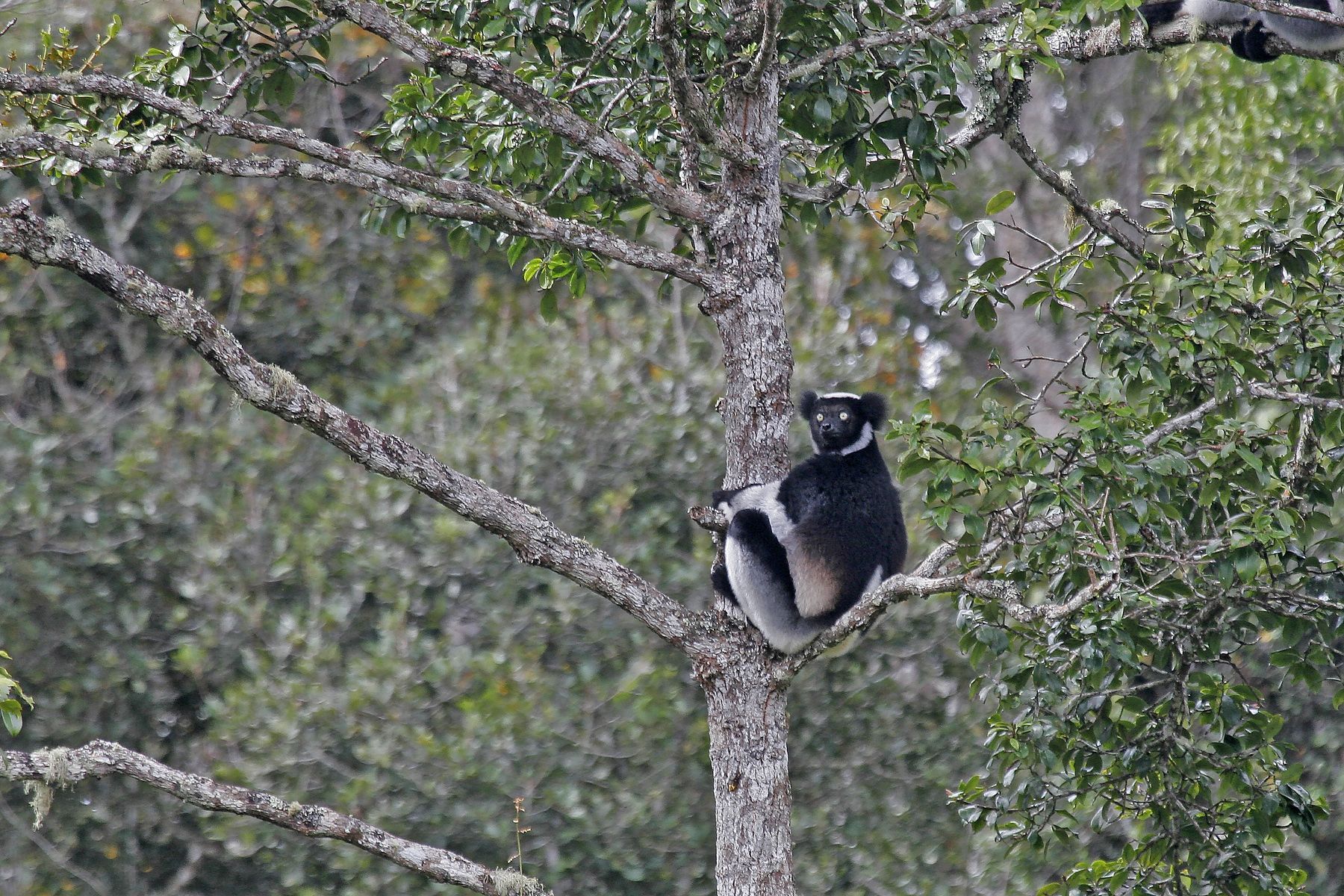 The Indri or Babakoto is one of the largest lemurs and much the most vociferous