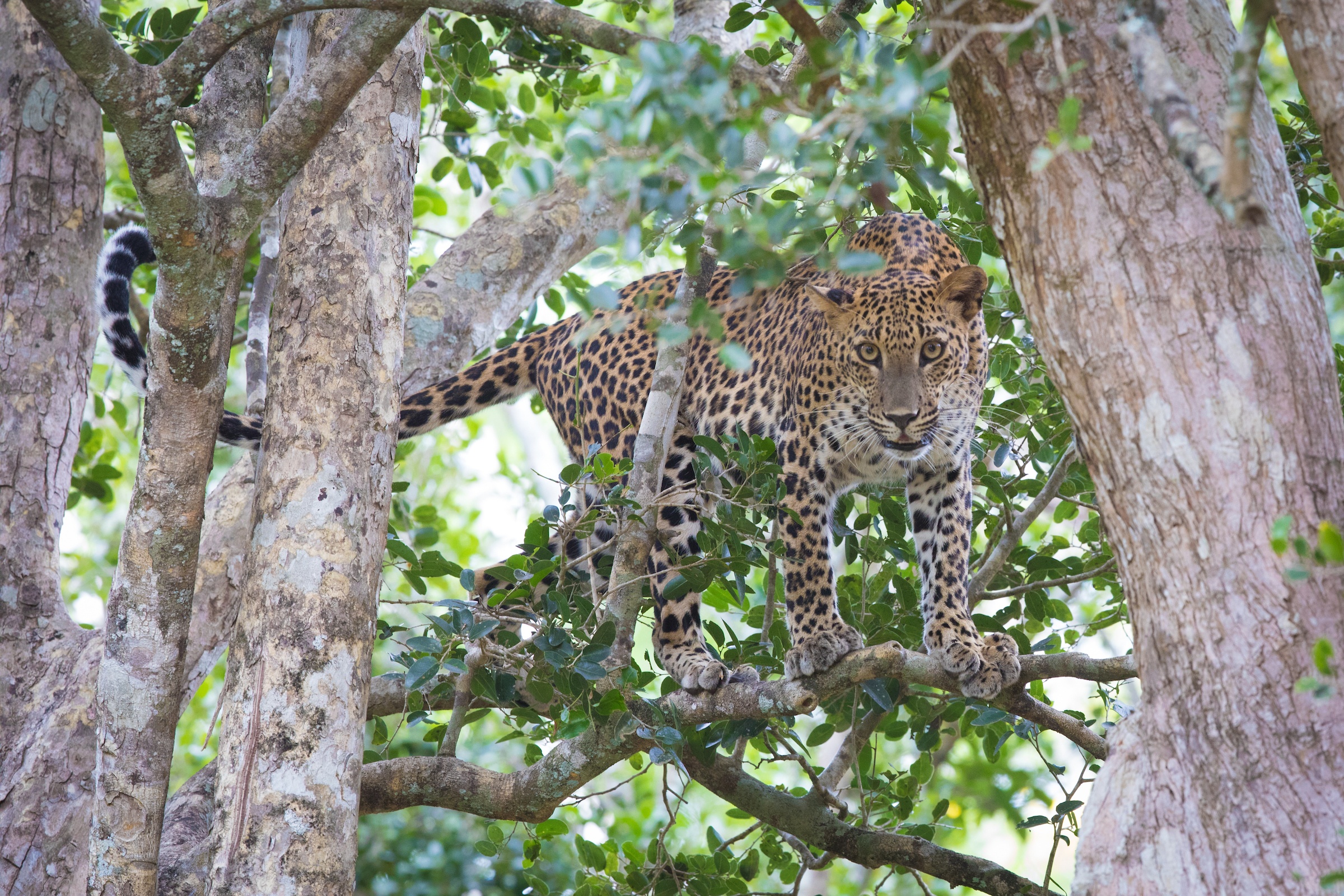 Wild Images Photography Tours | Sri Lanka Wildlife Photography Tour ...