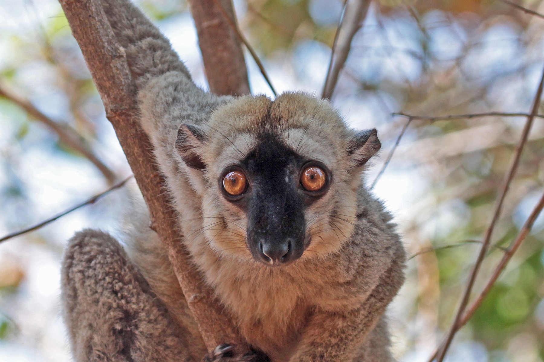 Portrait of a Red-fronted Brown Lemur