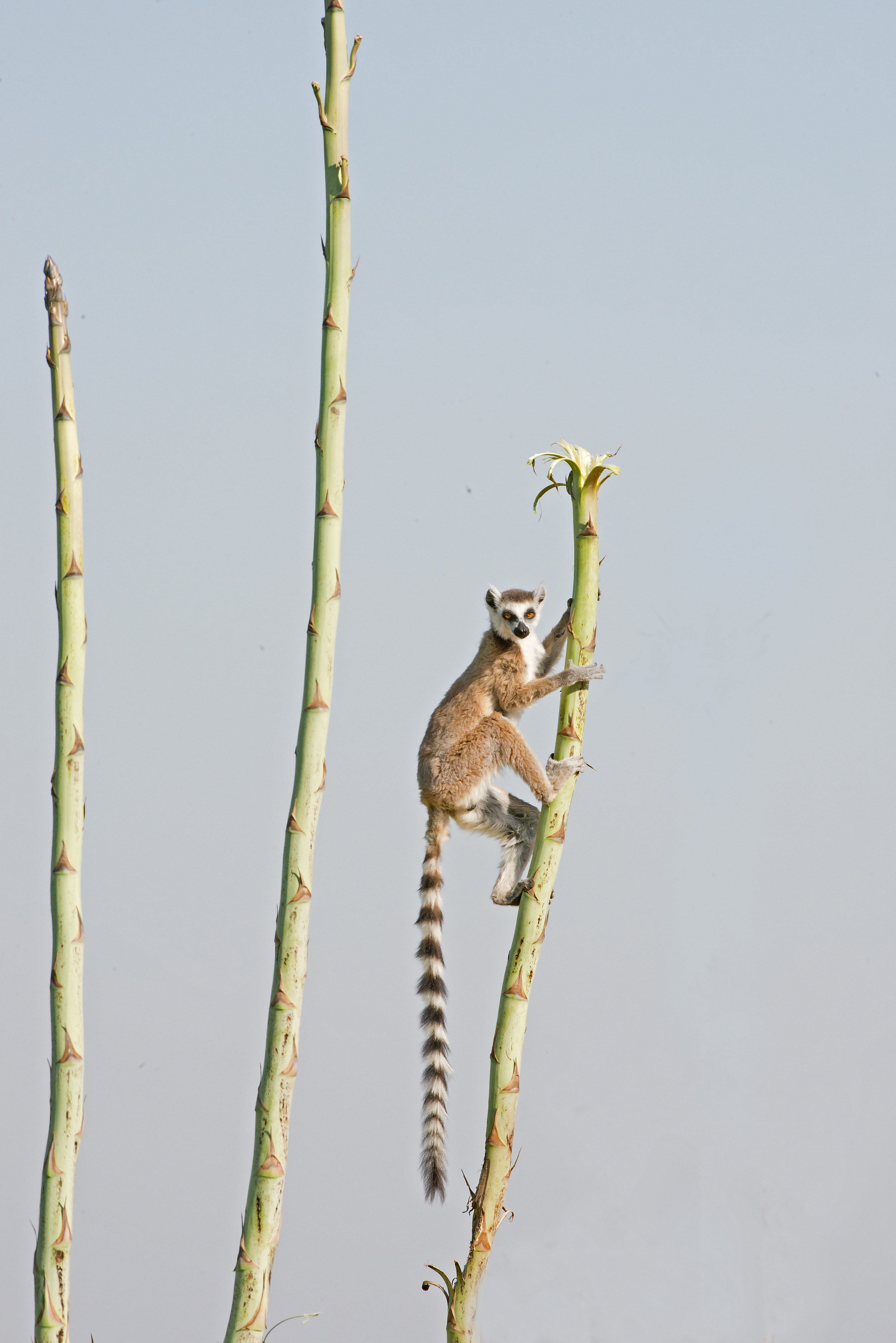 A climbing Ring-tailed Lemur in Madagascar