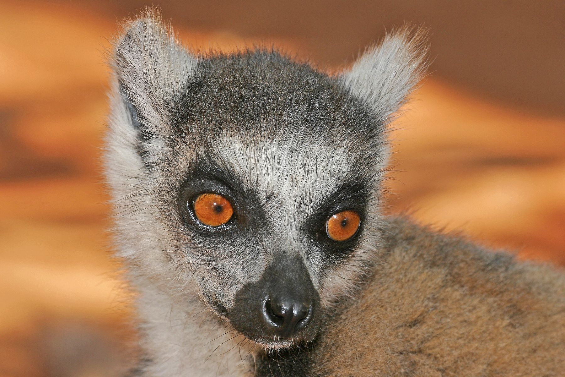 You can often get really close to Ring-tailed Lemurs