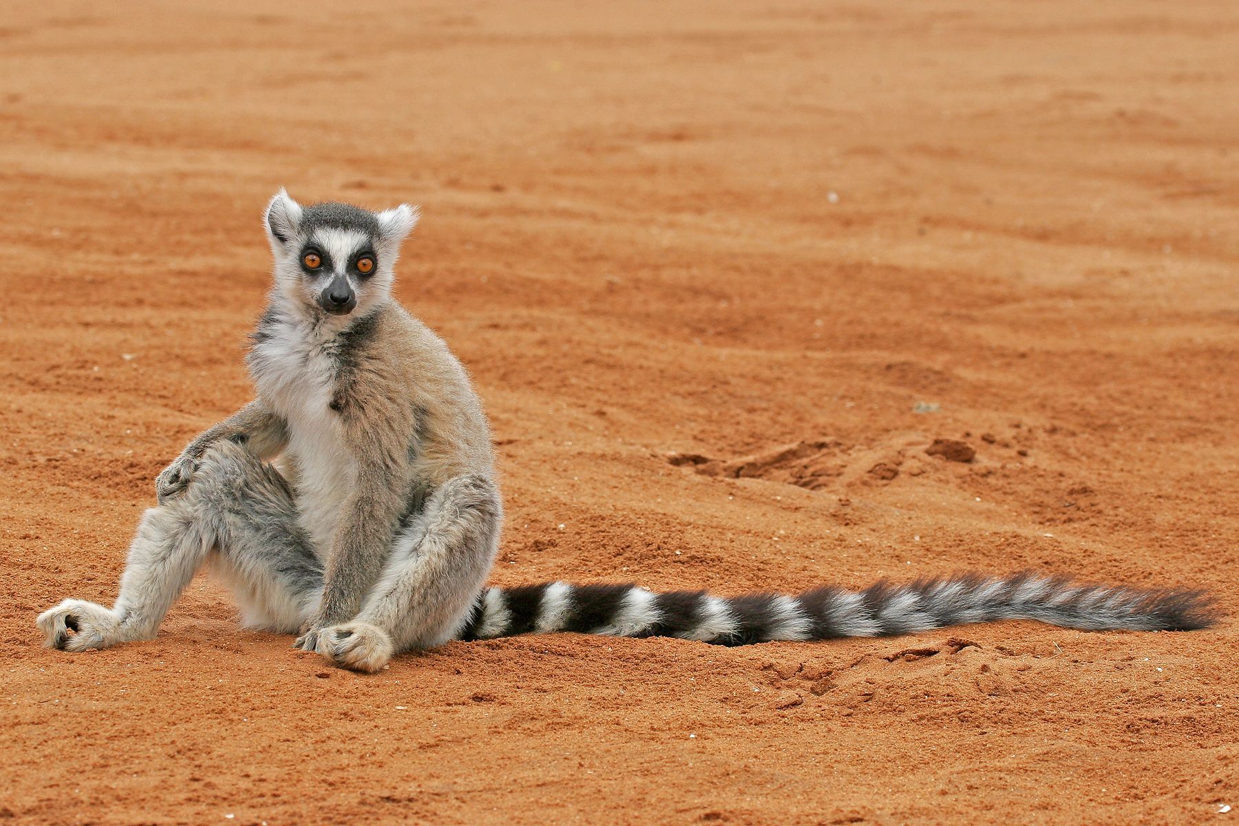 Ring-tailed Lemurs are one of Madagascar's most charismatic lemurs