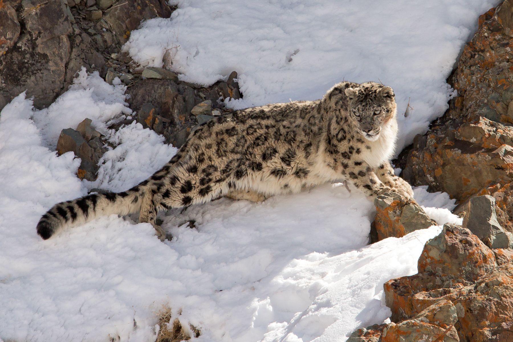 Snow Leopard on our Ladakh photography tour by Mike Watson