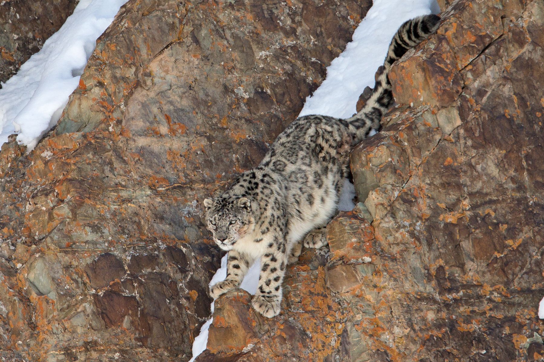 Snow Leopard Photography Tours - Mongolia Wildlife Photo Safaris