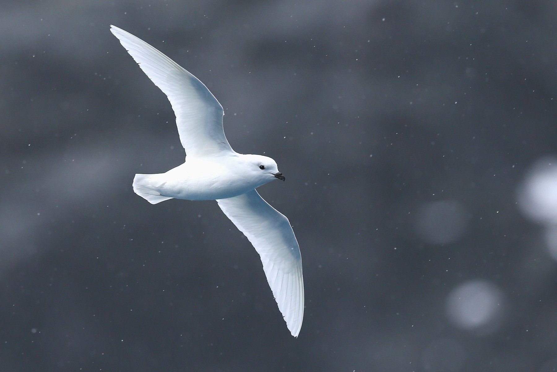 Snow Petrel in flight