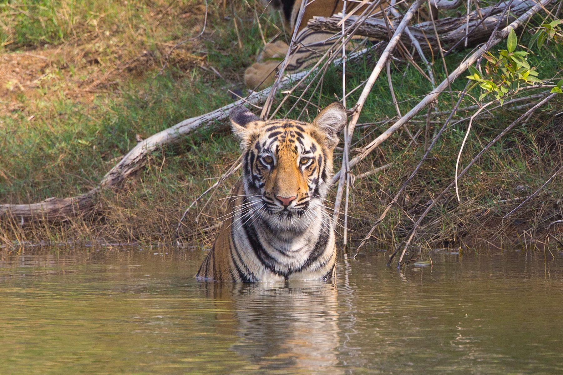 India Wildlife Photography Tours - India Tiger Photo Safaris