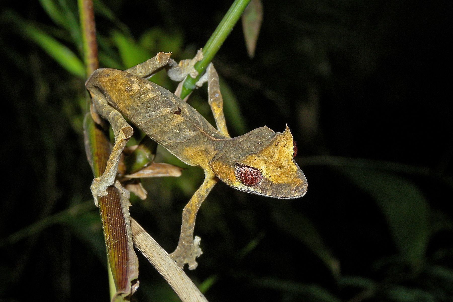 Madagascar is truly a wildlife wonderland for geckos and chameleons. This is a Spear-point Leaf-tail Gecko