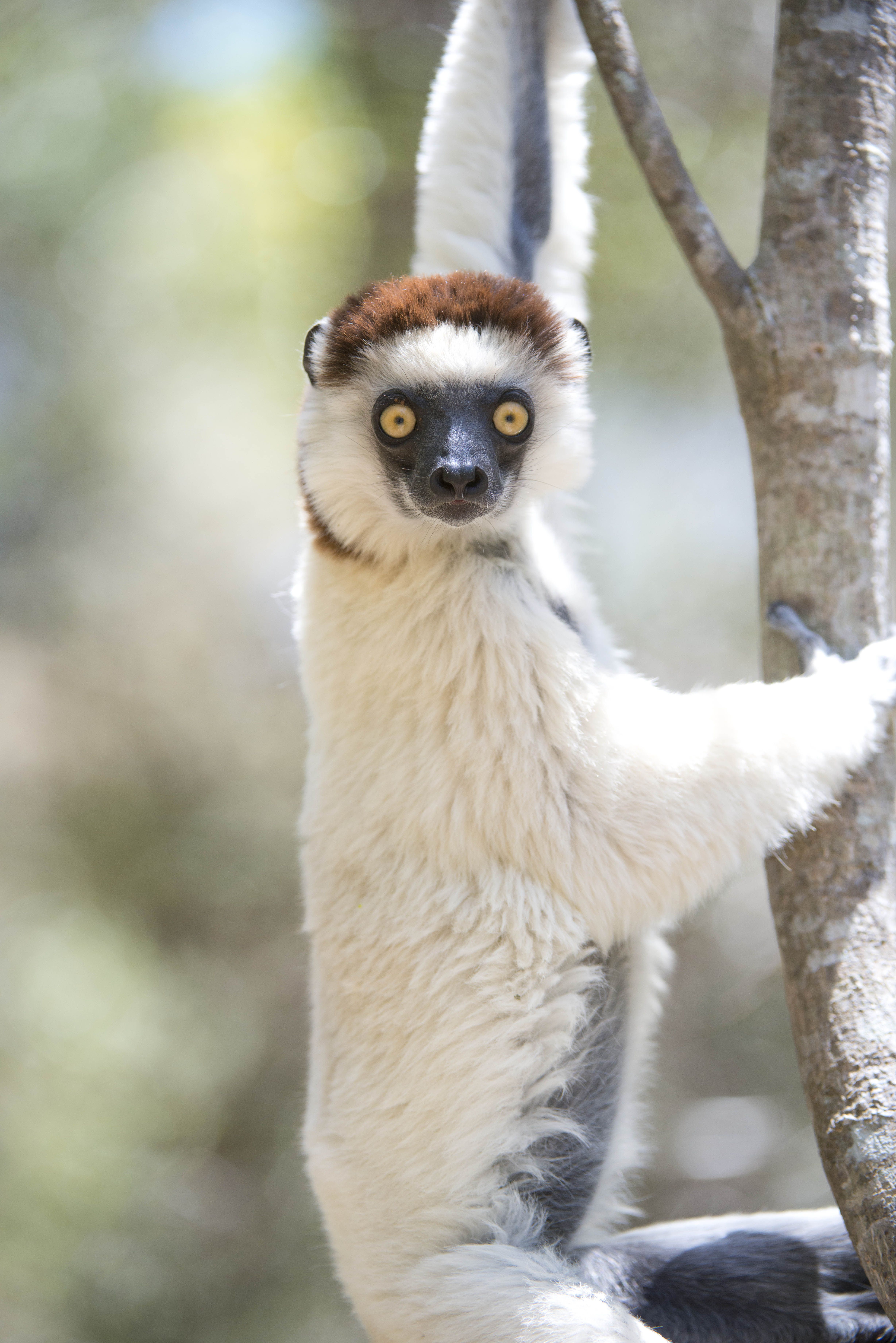 Verreaux's Sifaka. Lemurs are the most charismatic creatures among Madagascar's diverse wildlife