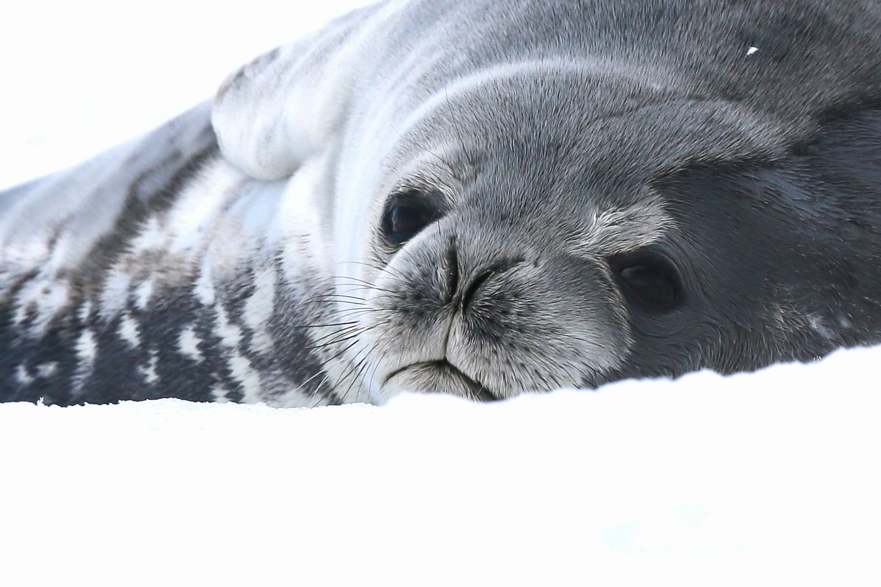 Portrait of a Weddell Seal on ice