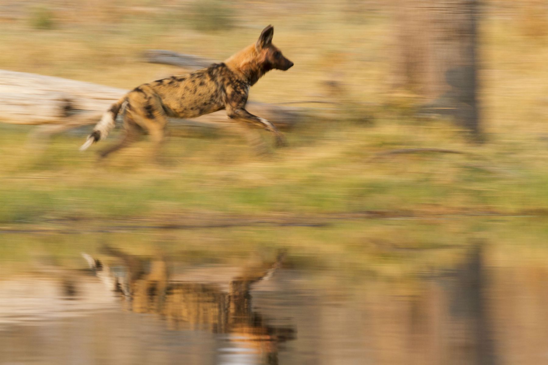 Wild Dogs on the run in Botswana