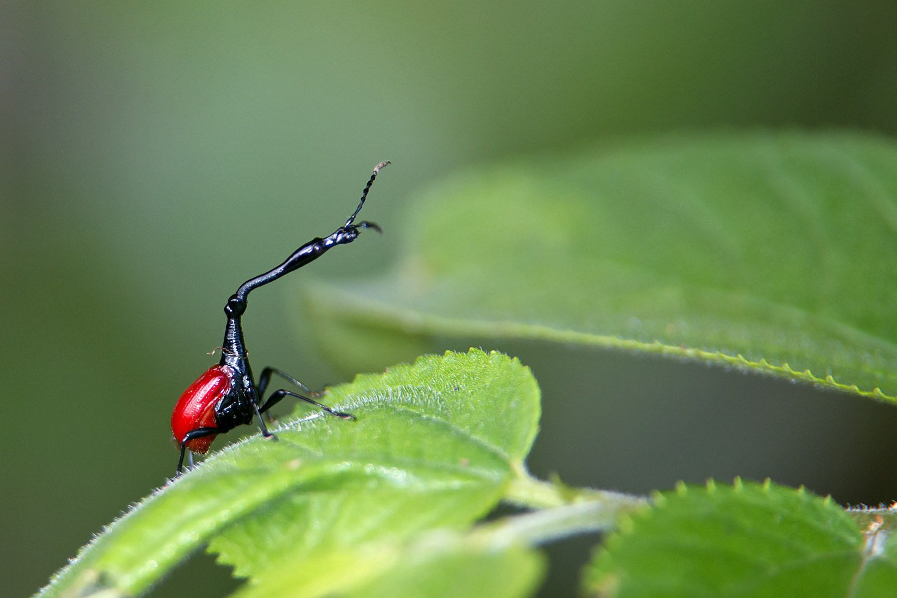 The Giraffe Weevil is one of the island's weirdest wildlife inhabitants