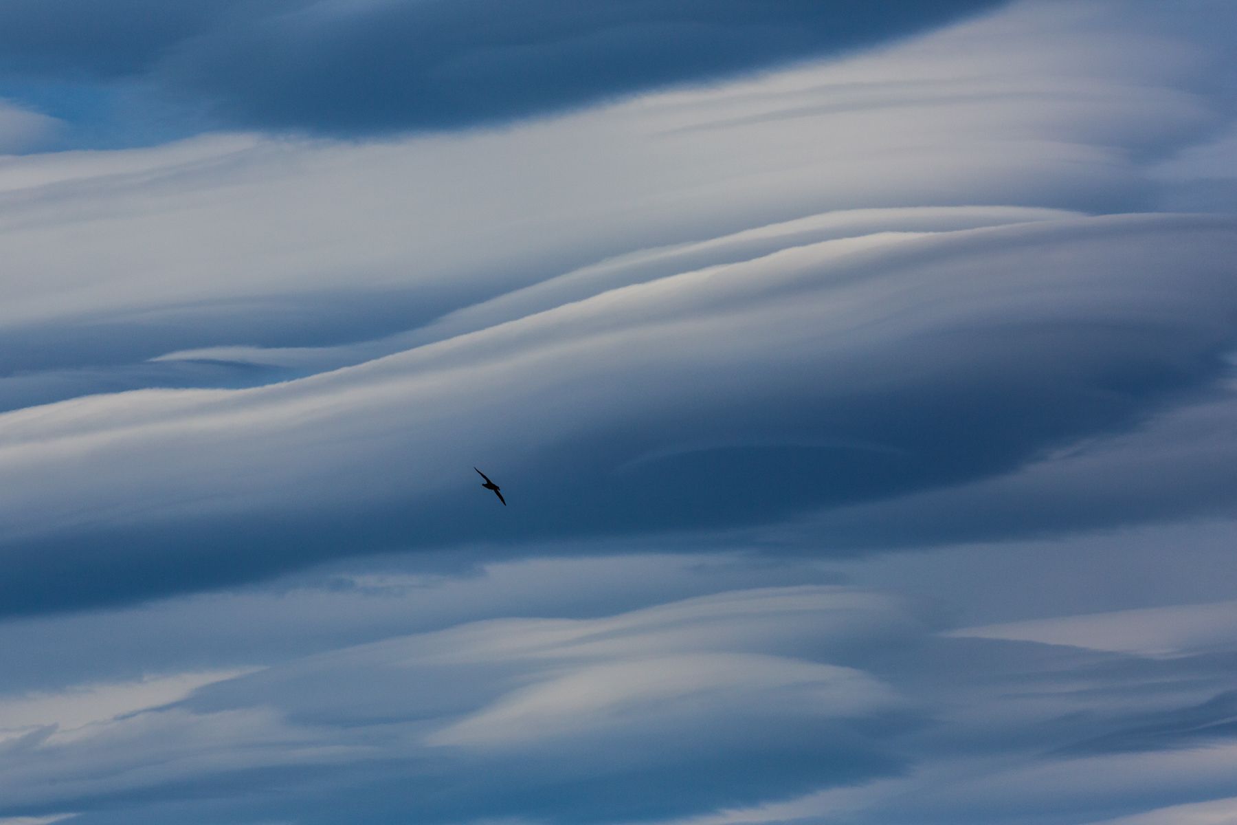 A Southern Giant Petrel flies against lenticular clouds