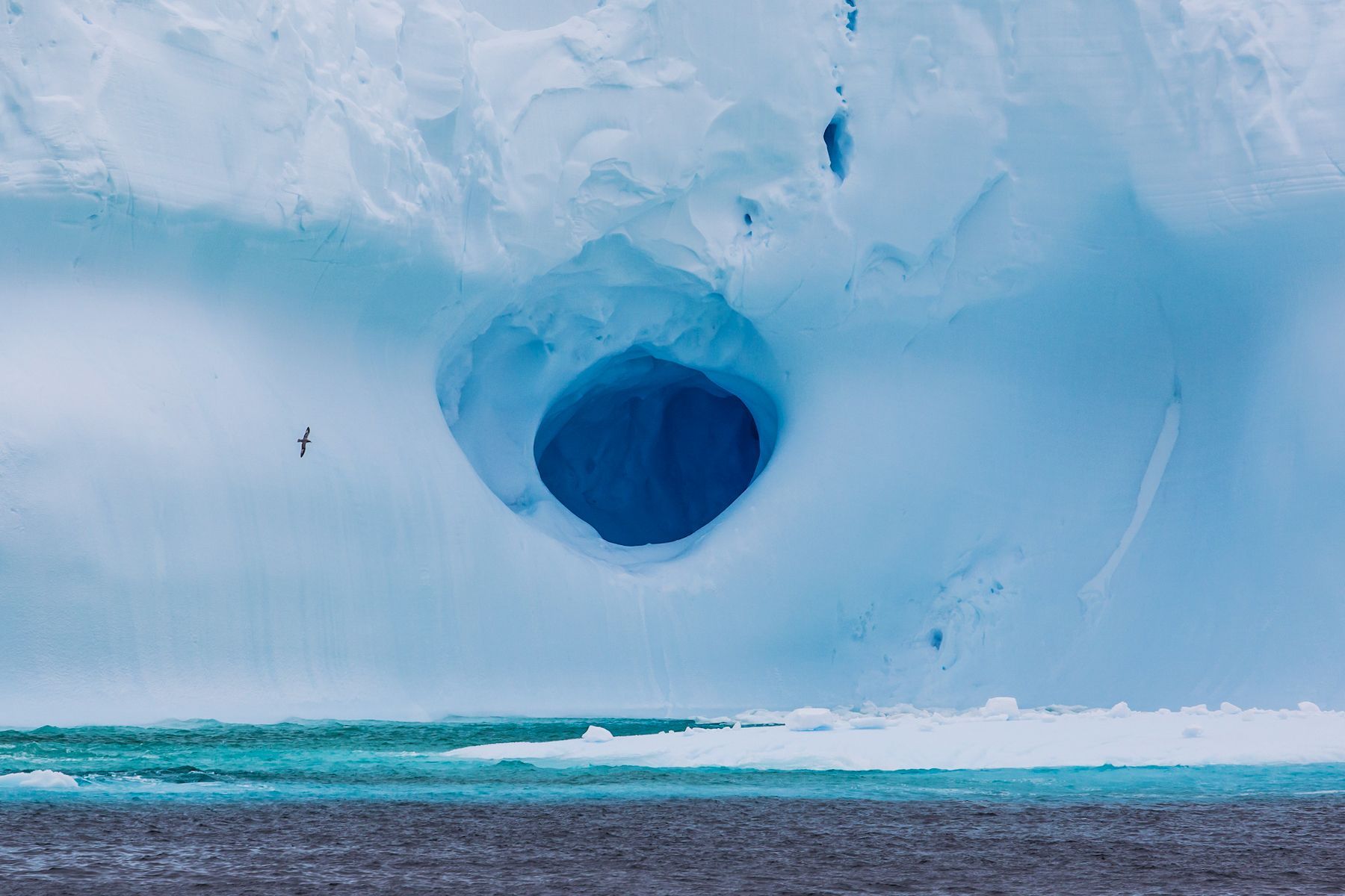 A Southern Fulmar flies past a hole in a gigantic iceberg in Antarctica