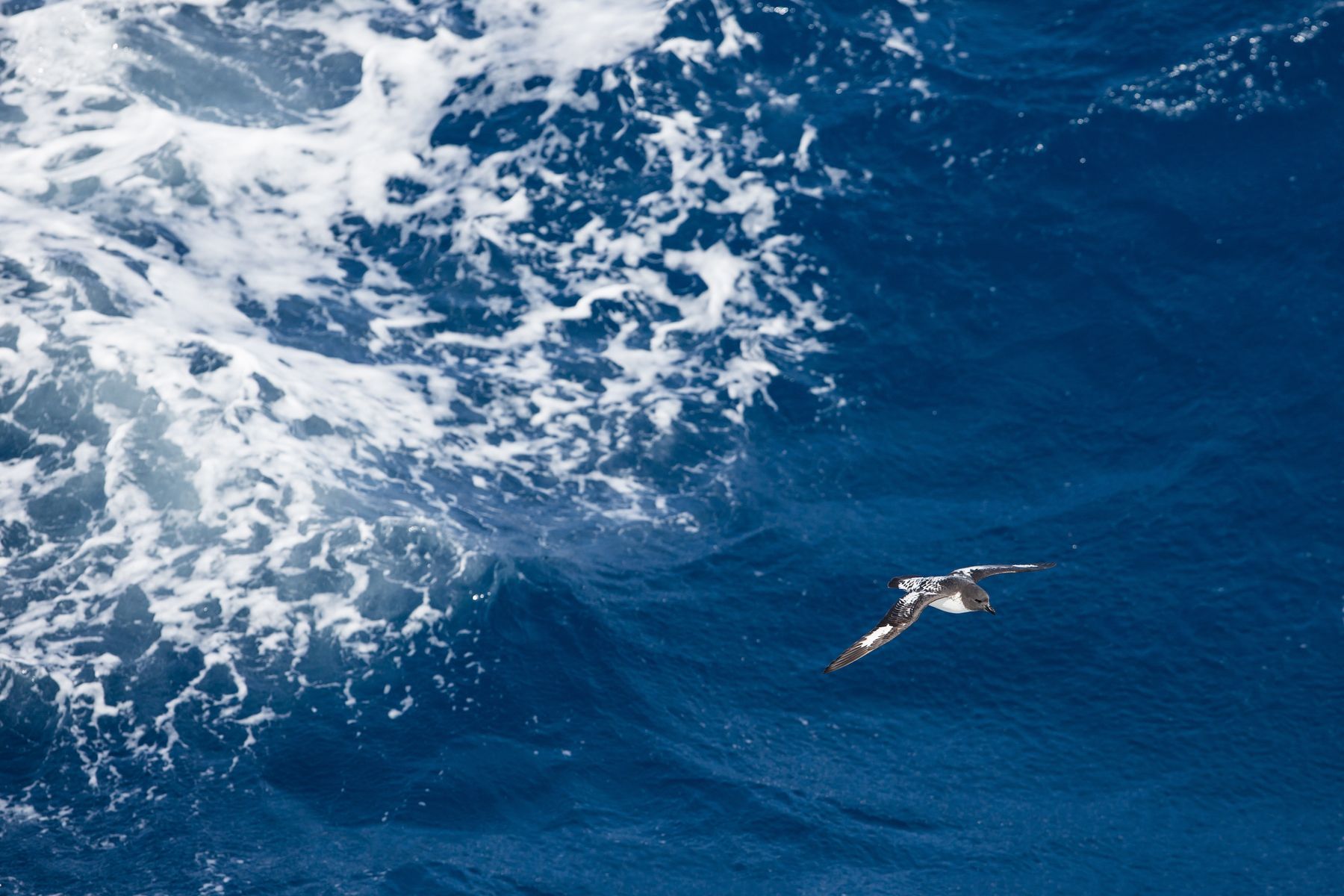 Cape Petrel in flight off Antarctica