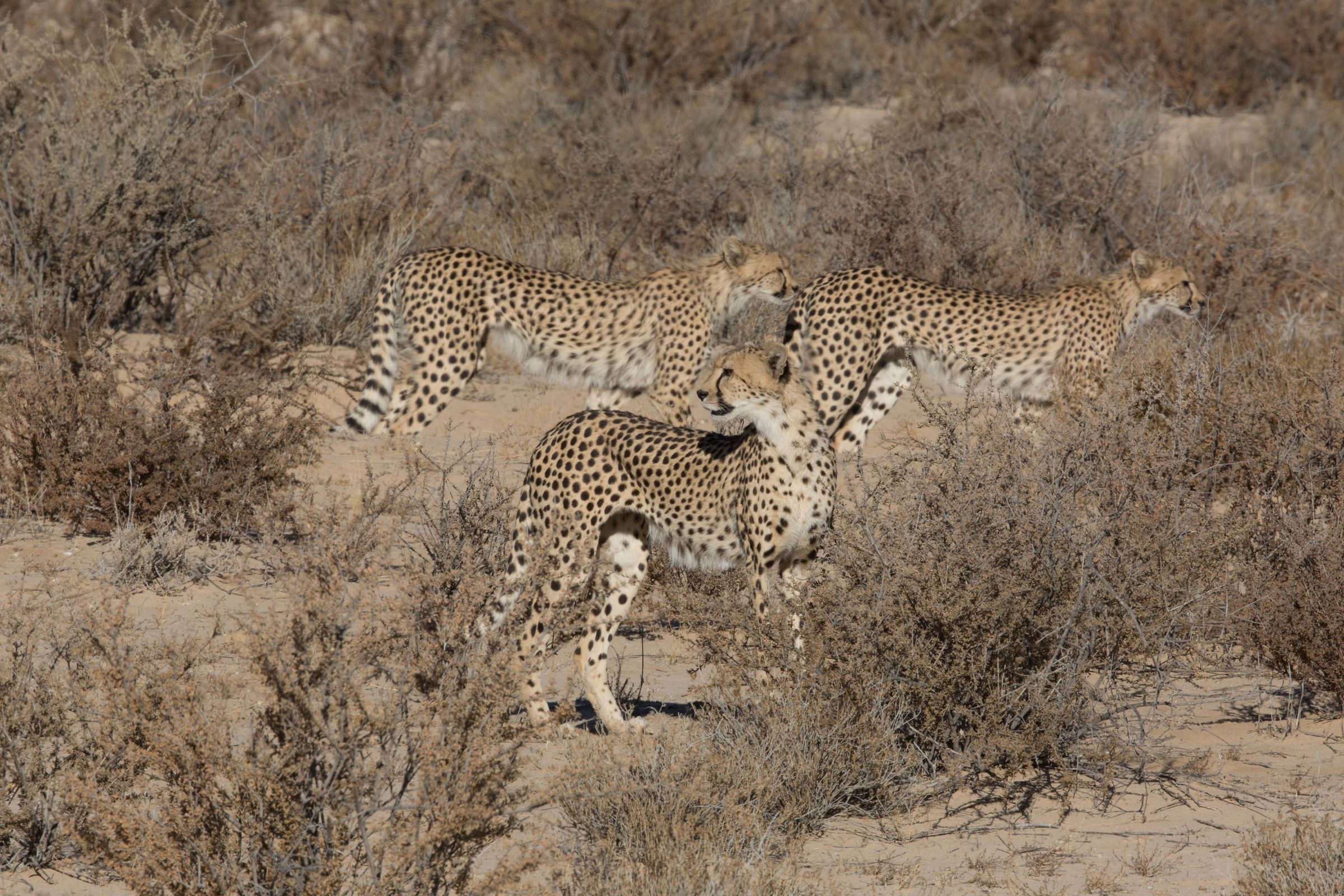 Wild Images Photography Tours | Namibia Photography Tours - Namibia ...