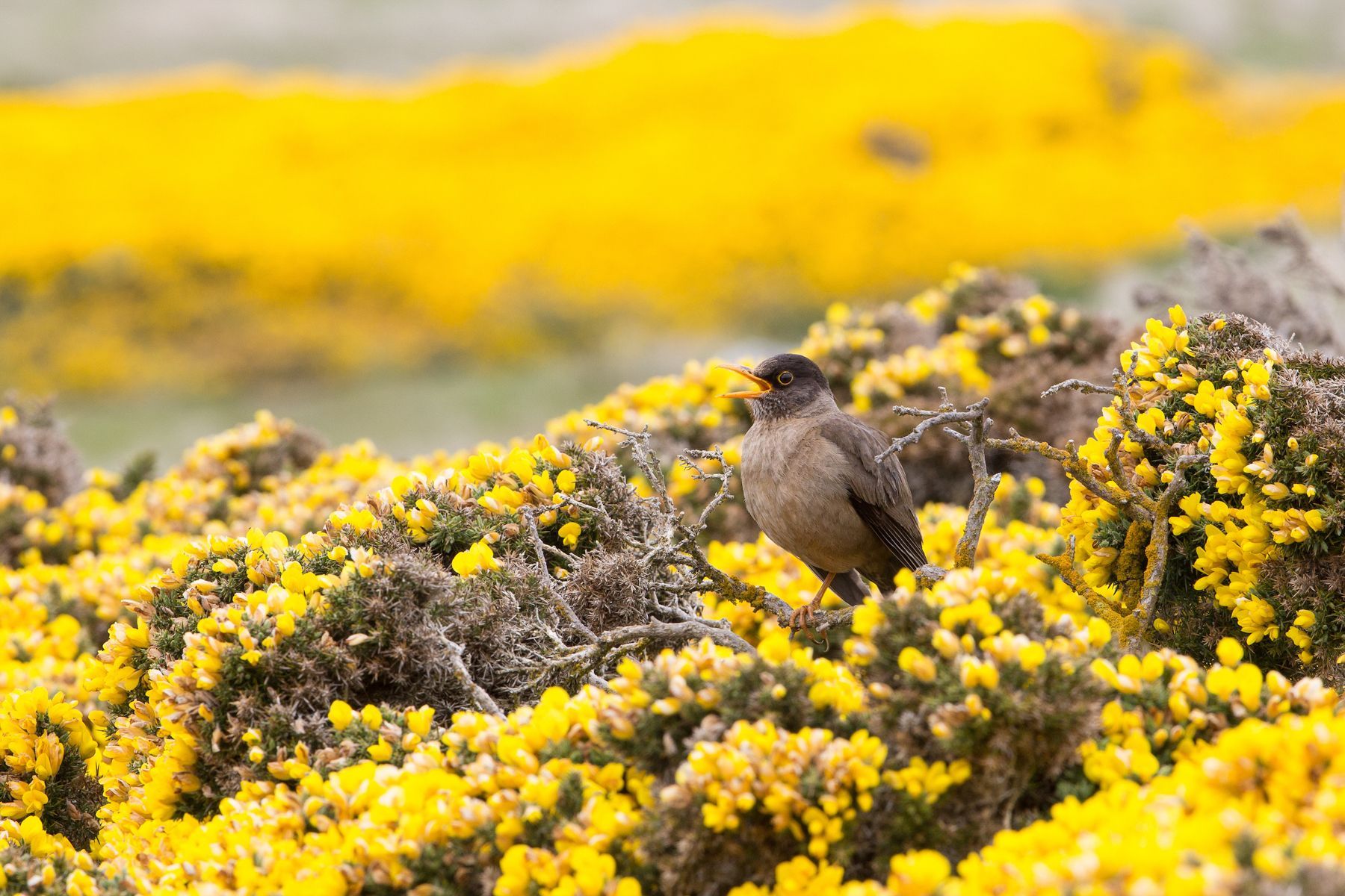 Austral Thrush in the Falkland Islands gorse