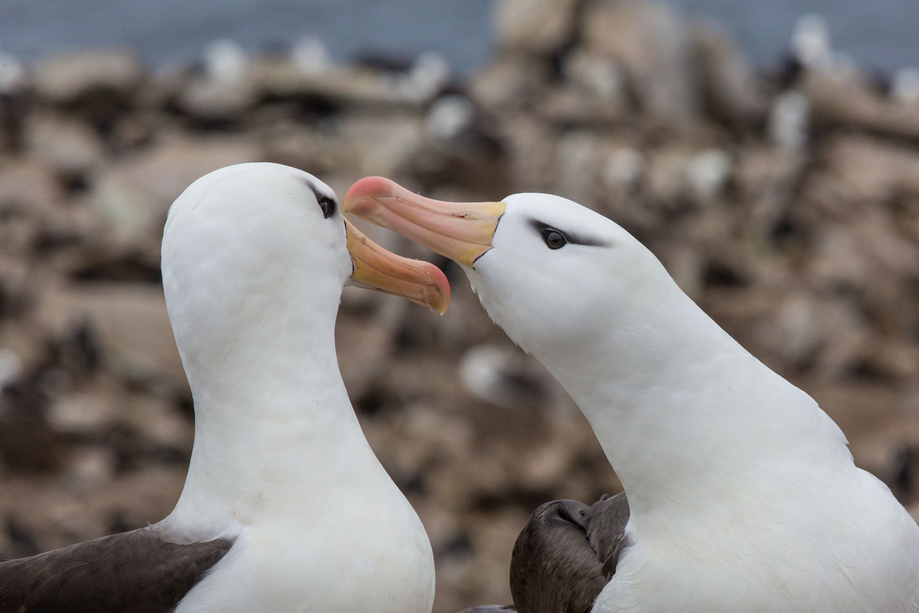 The gentle courtship behaviour of the Black-browed Albatross