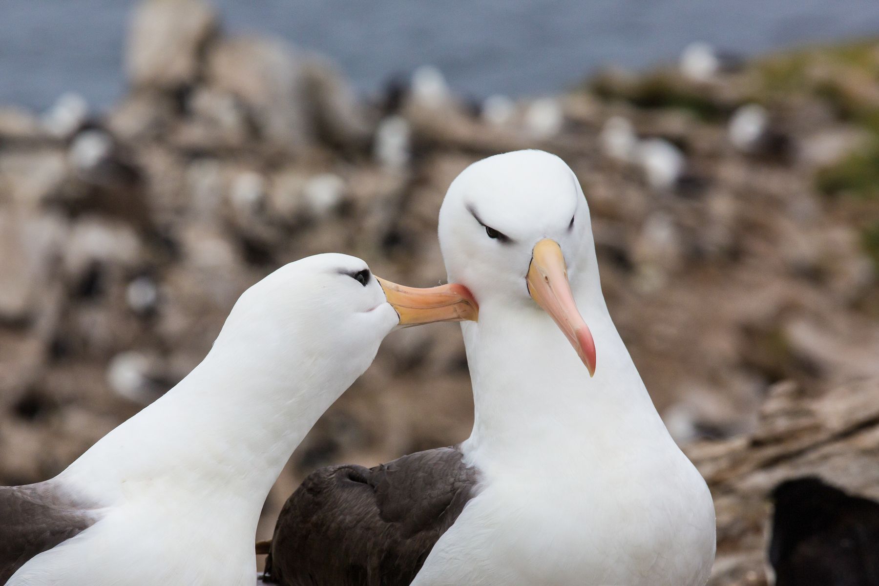 Courtship display of Black-browed Albatrosses nesting at West Point Island in the Falkland Islands