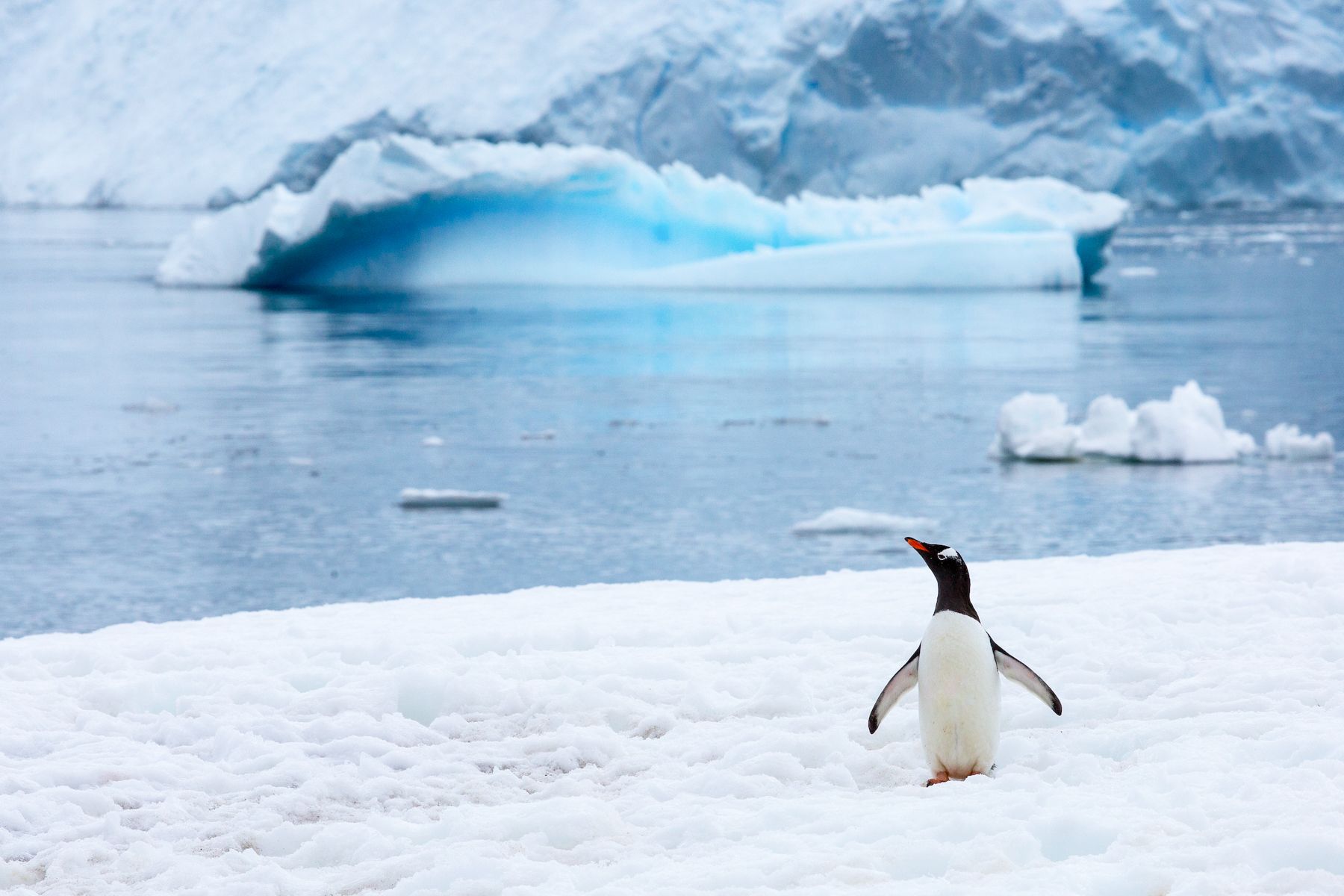 A A Gentoo Penguin in its icy Antarctic world