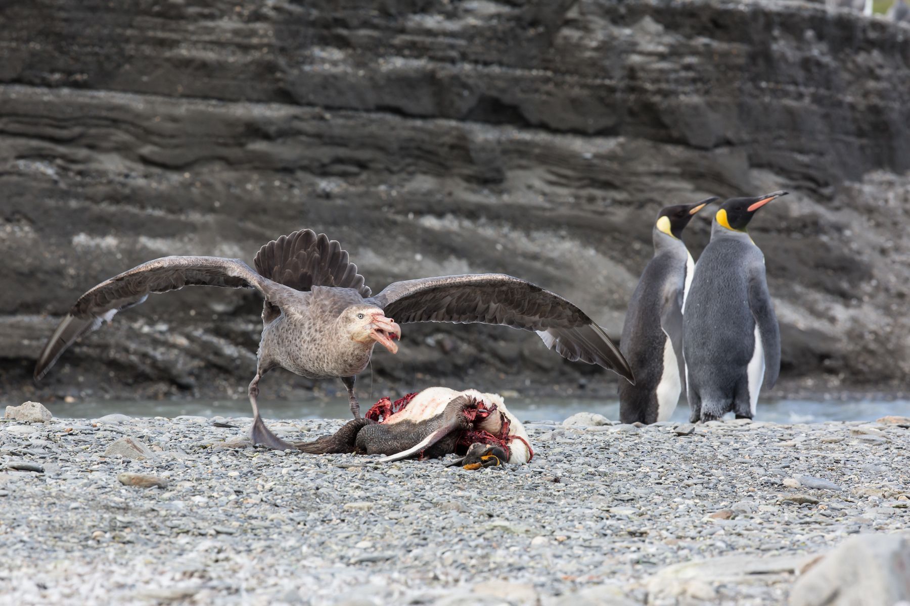 A Southern Giant Petrel devours the carcass of a King Penguin while macabrely two other penguins watch