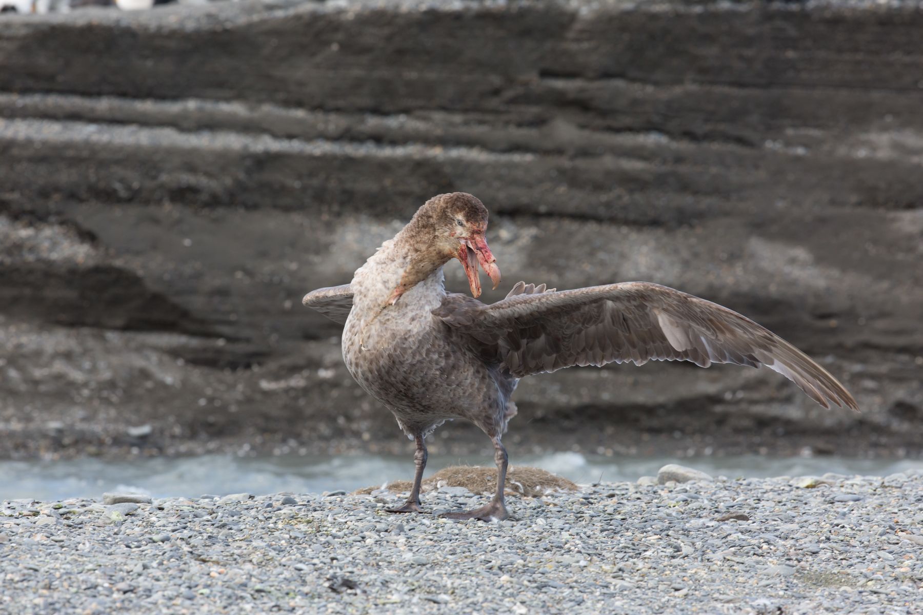 A threat-posturing Southern Giant Petrel