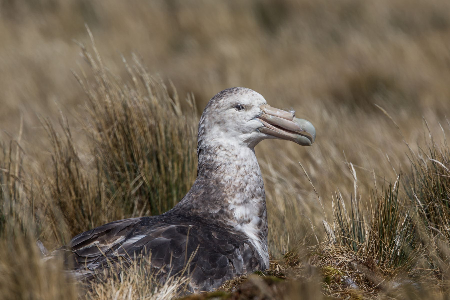 Nesting Southern Giant Petrel