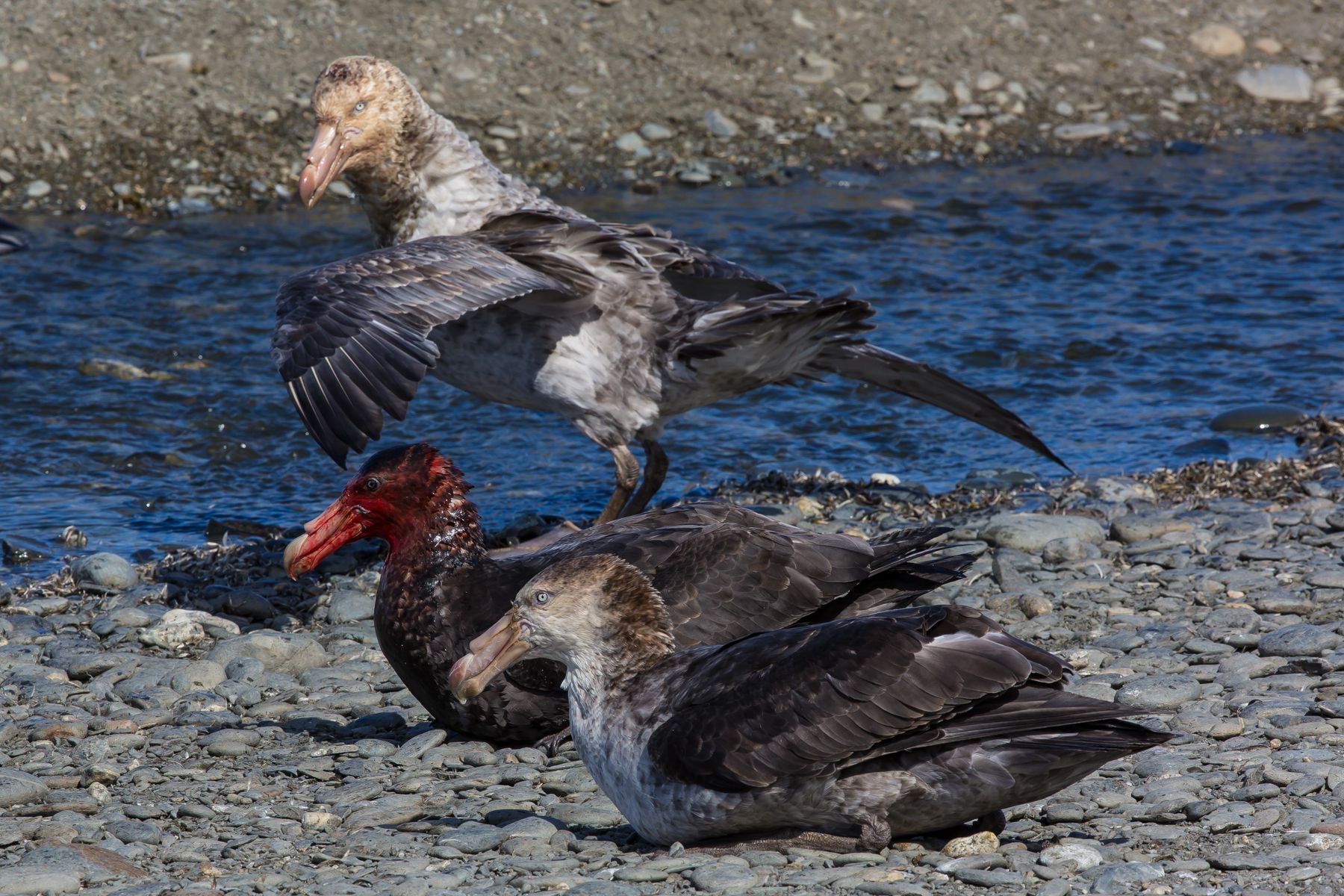 Scavenging Southern Giant Petrels