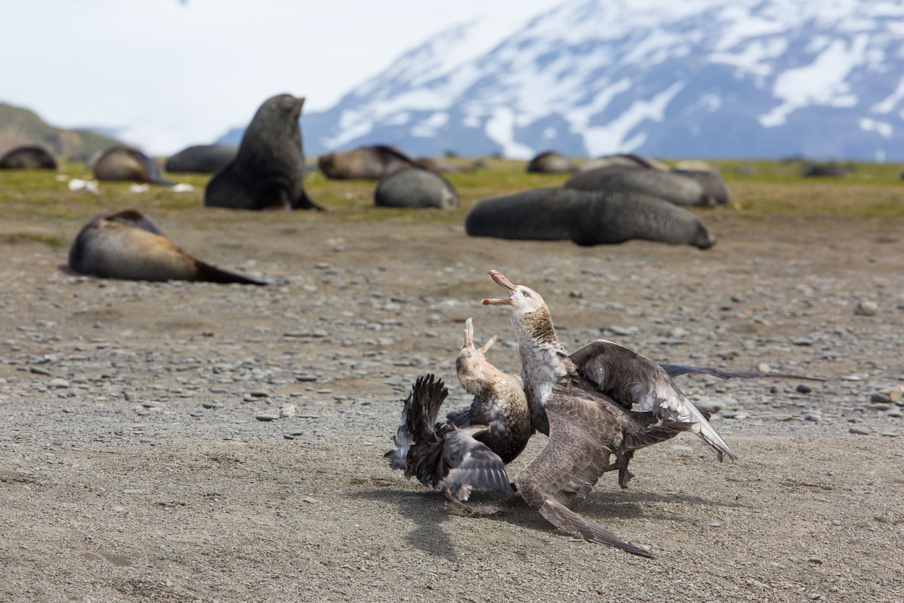 Two Southern Giant Petrels arguing