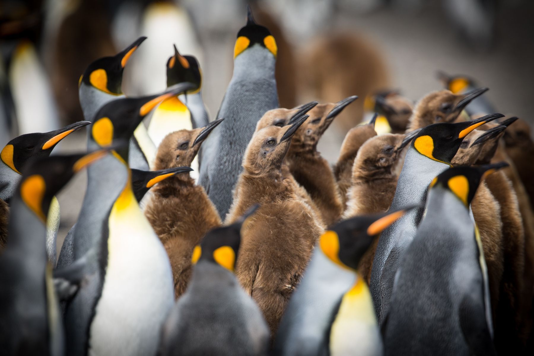 A King Penguin colony is surely one of the most evocative wildlife spectaclese