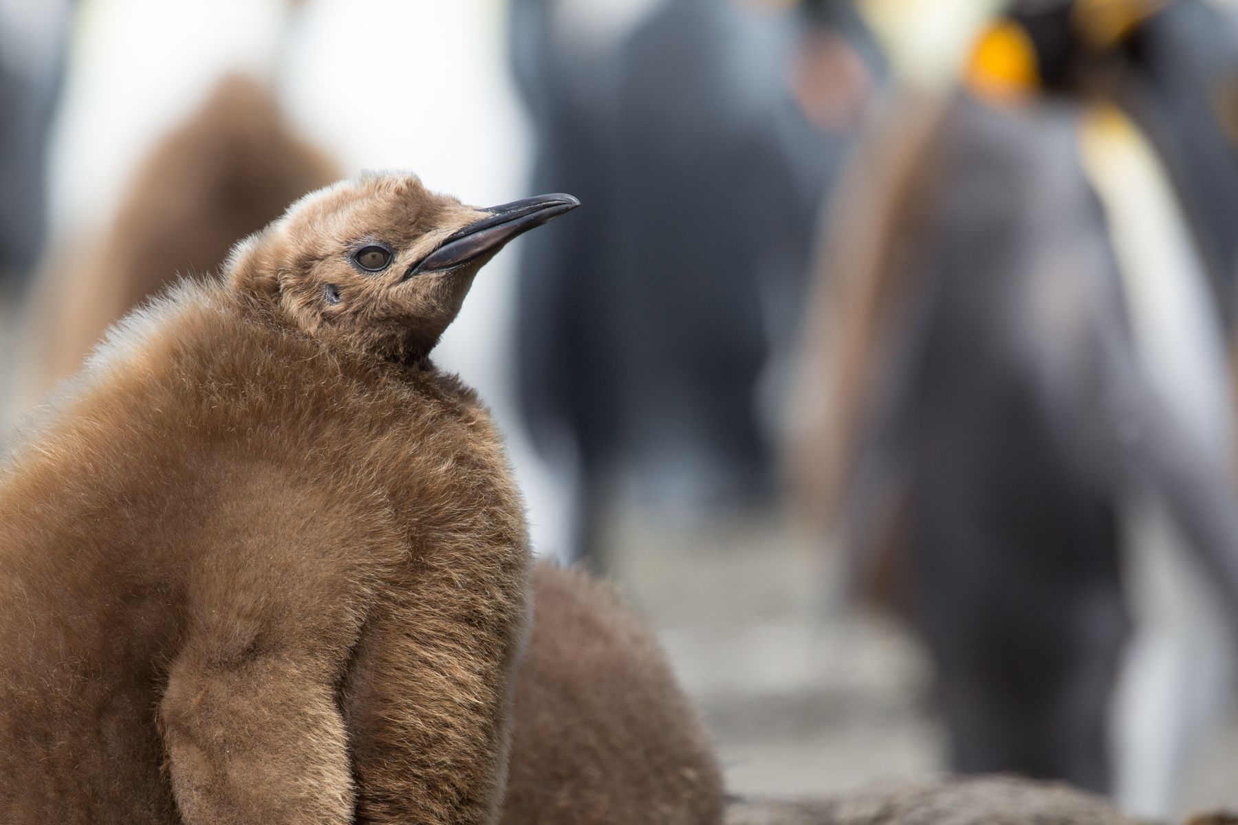 Woolly King Penguin chick