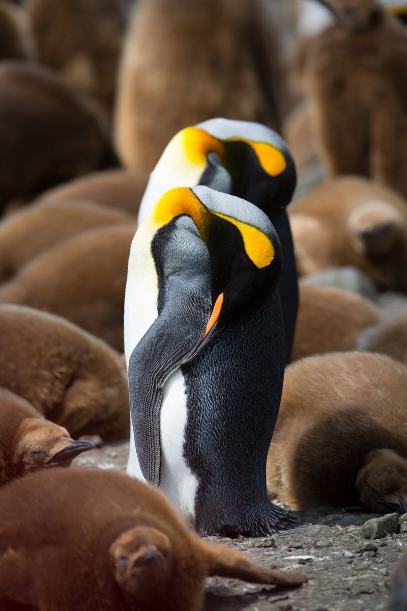 Sleeping King Penguin parents with young on South Georgia