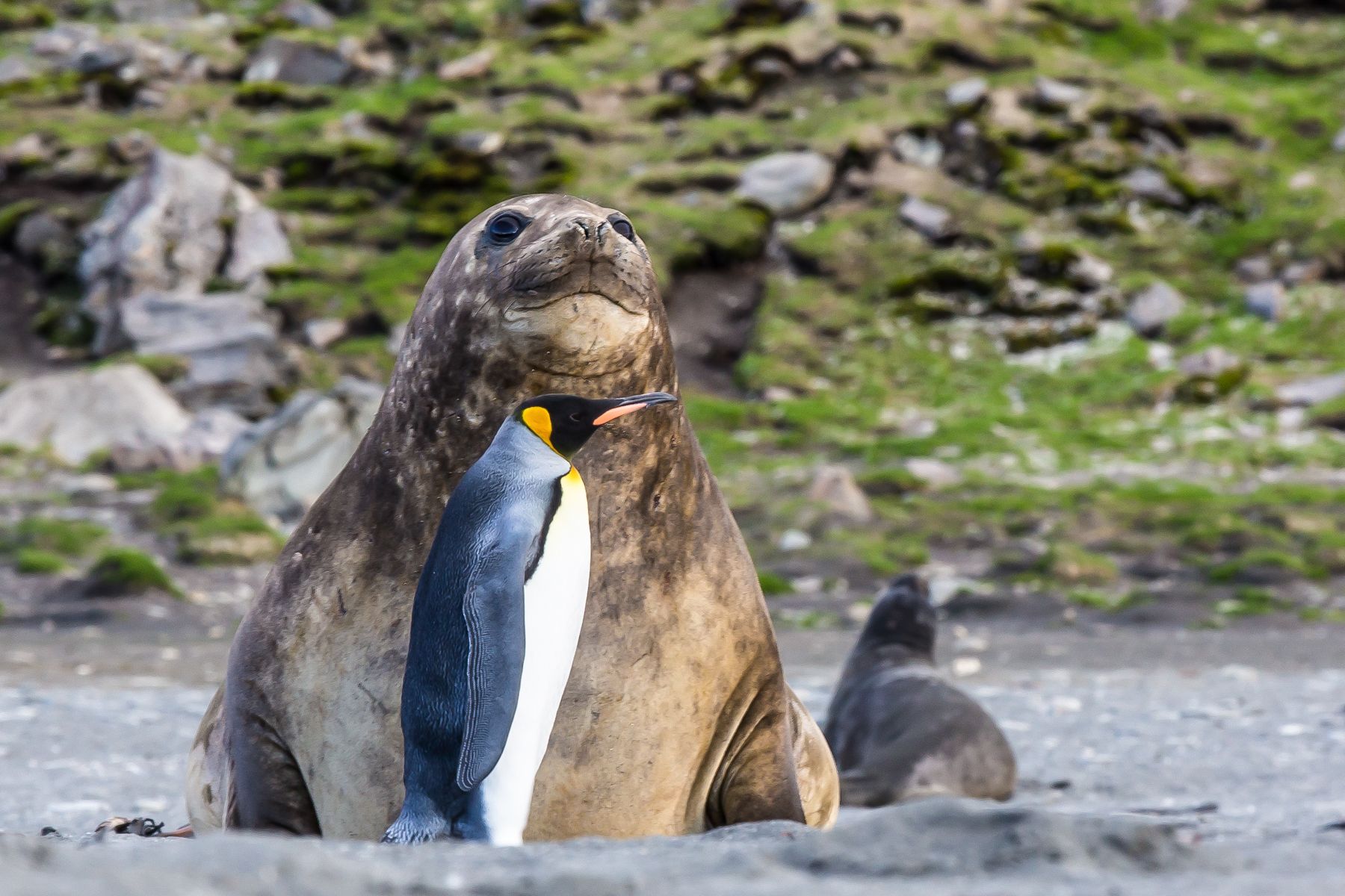 King Penguins are big penguins but even they appear small next to an adult female Southern Elephant Seal