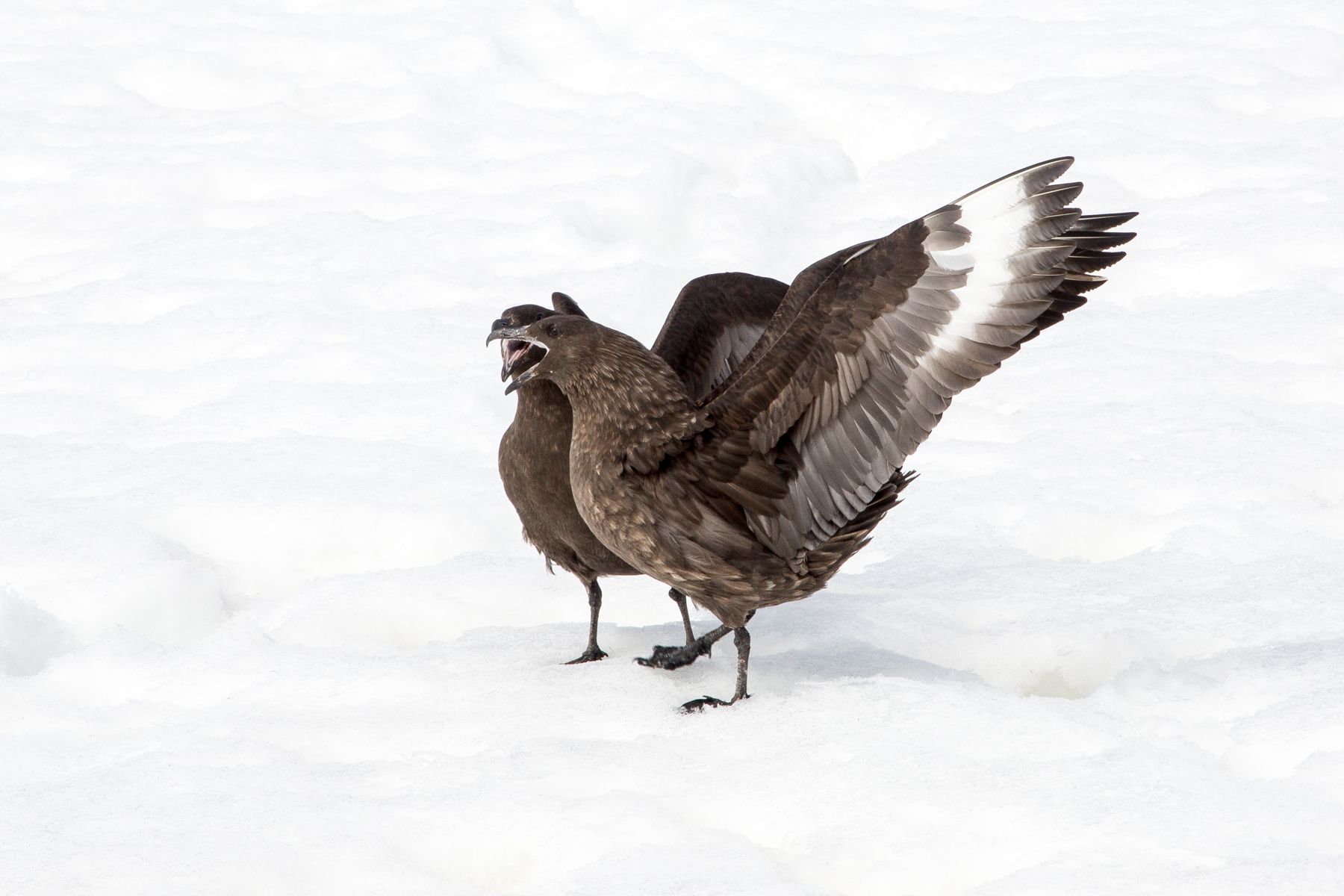 Brown Skuas often greet each other with calls and wing extending