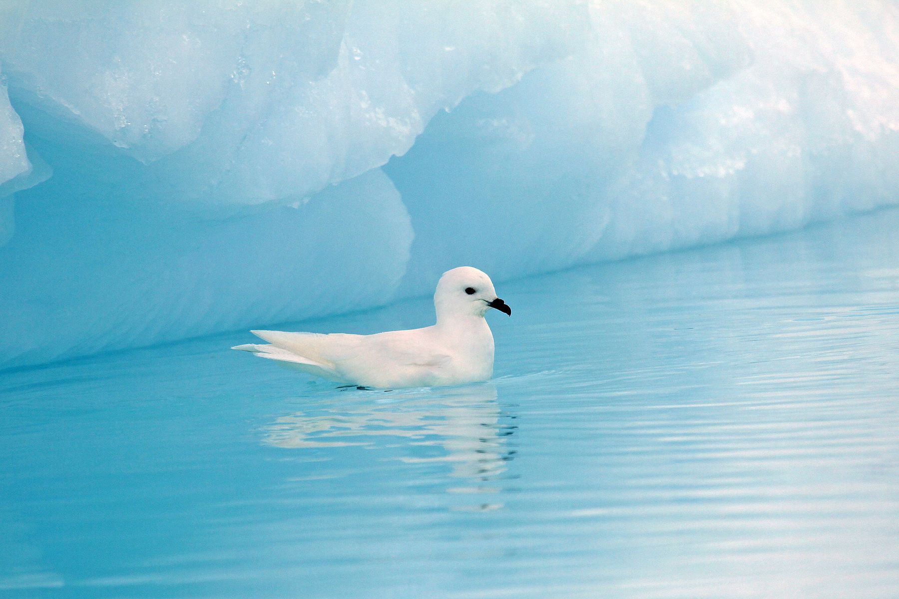 Snow Petrel, one of those dream birds for Antarctica photography tours
