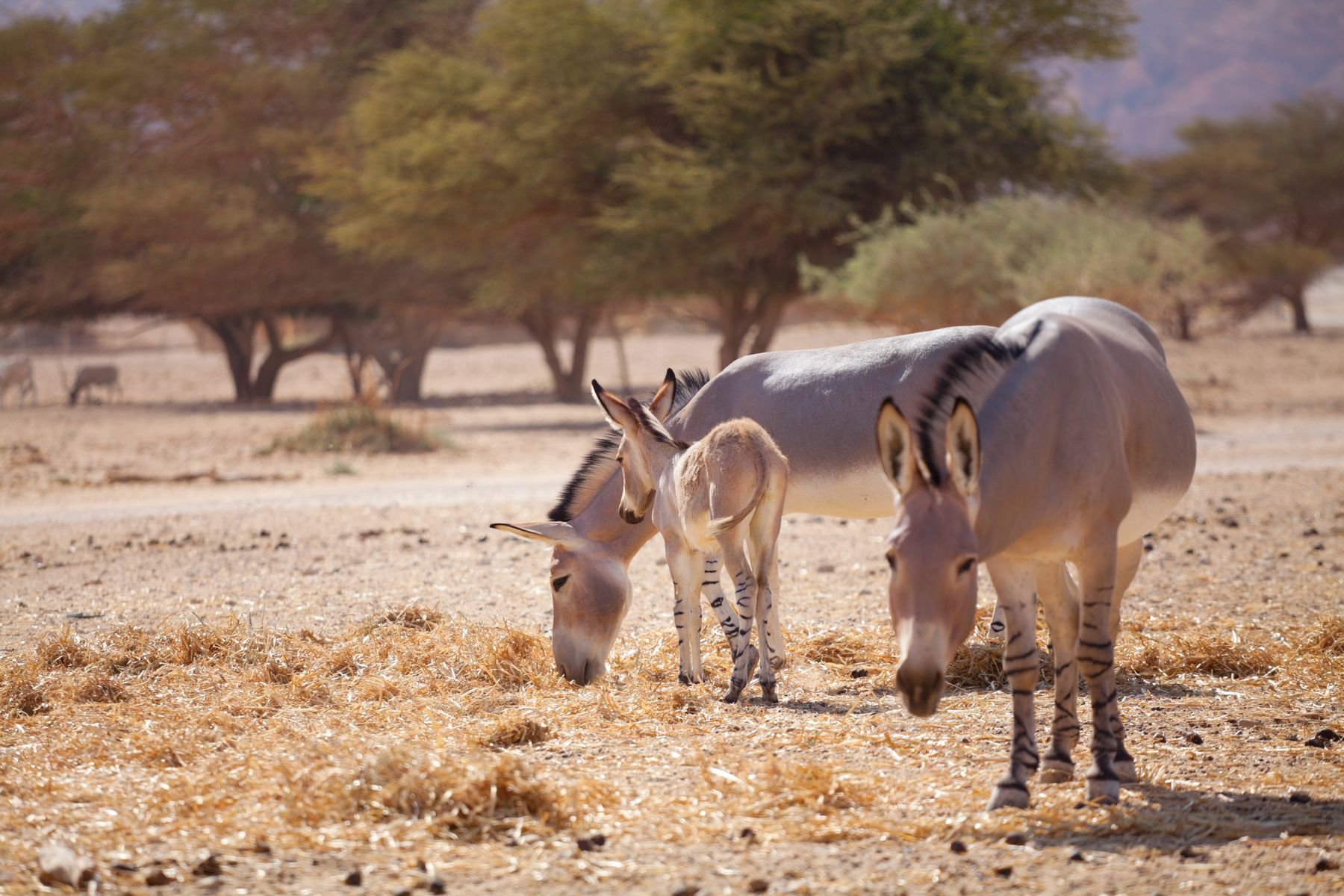 Danakil Desert Photography Tours and Photography Expeditions