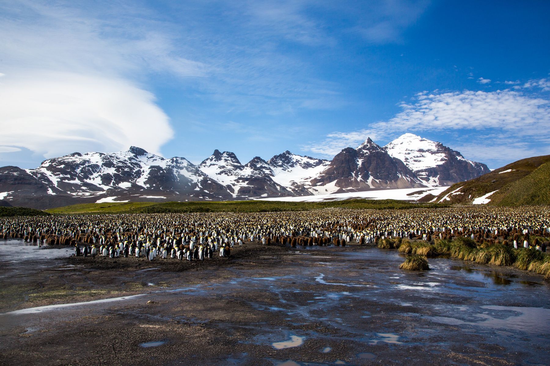 Another view of the awsome St Andrews King Penguin colony on South Georgia