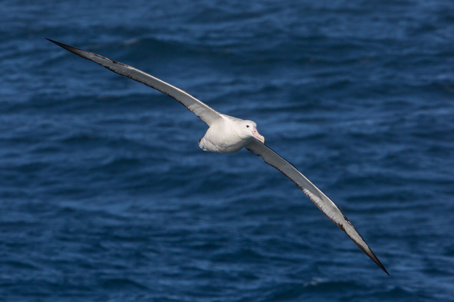 Wandering Albatross in flight