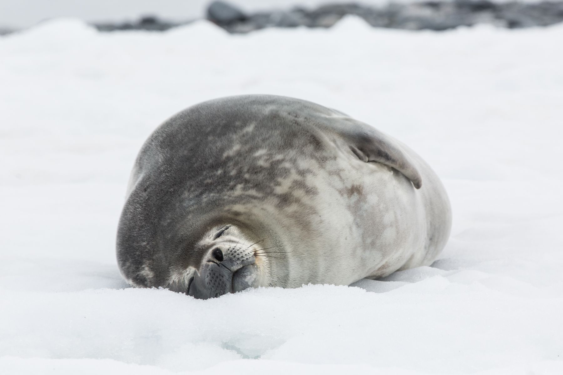 Weddell Seal, a popular photography tour subject in Antarctica