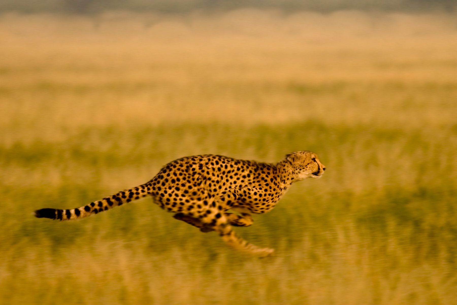 Cheetah motion blur by Grant Reid