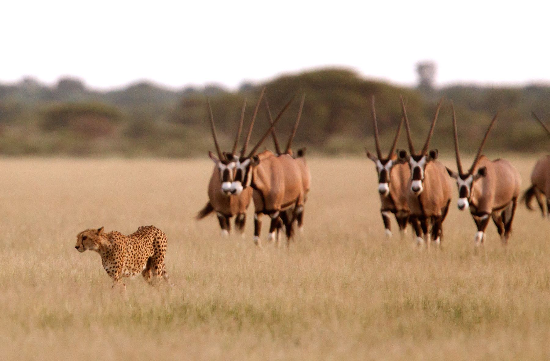 A Cheetah is followed by some Gemsboks in Botswana