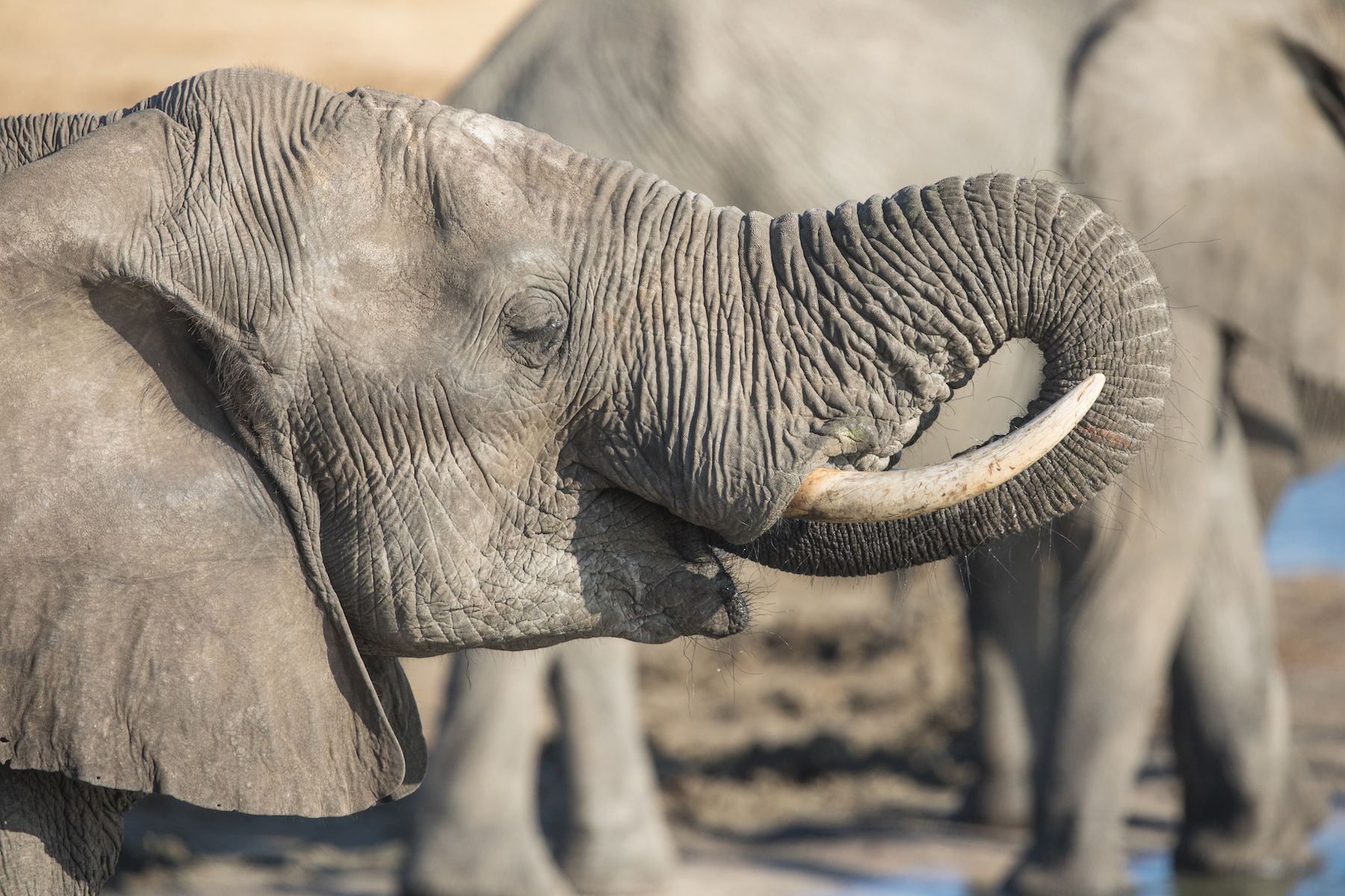 An African Elephant drinking at the Chobe River in northeastern Botswana