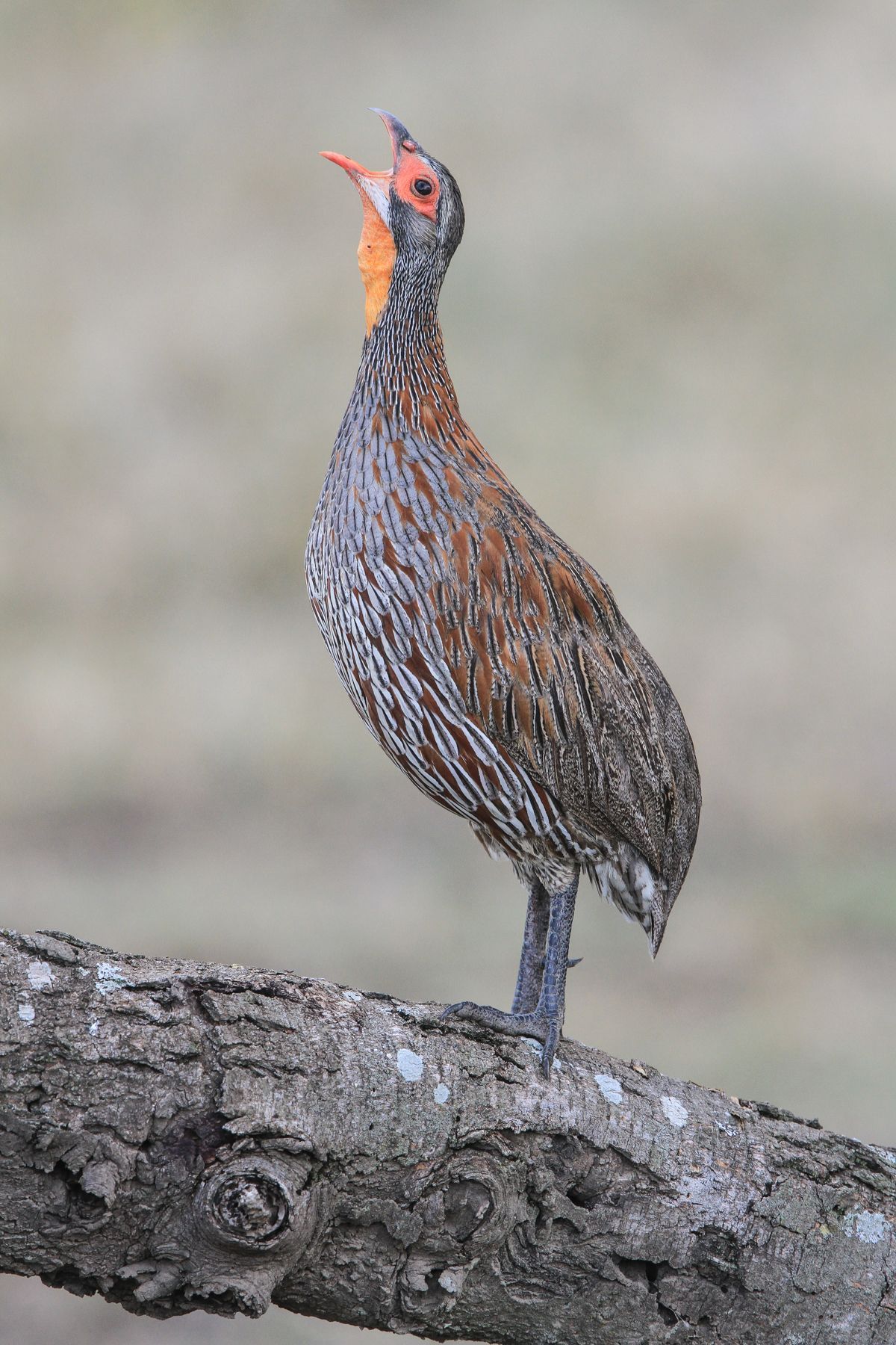 A Grey-breasted Spurfowl gives its harsh calls from a log