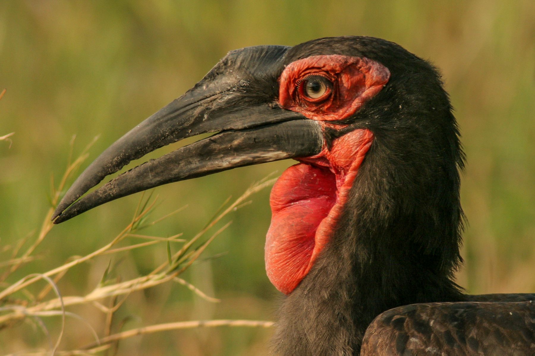 The Southern Ground Hornbill makes for a grotesque portrait